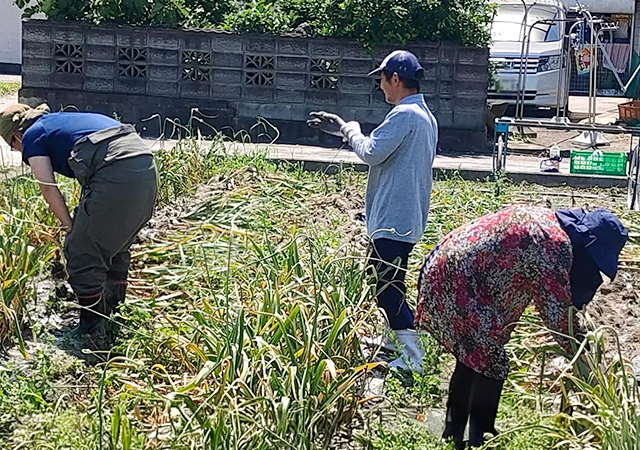 施設外労働で農作業のお⼿伝い